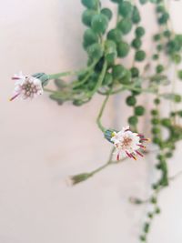 Close-up of flower growing on tree