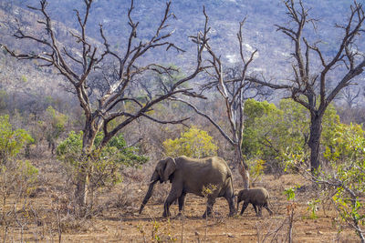 Elephant in a forest