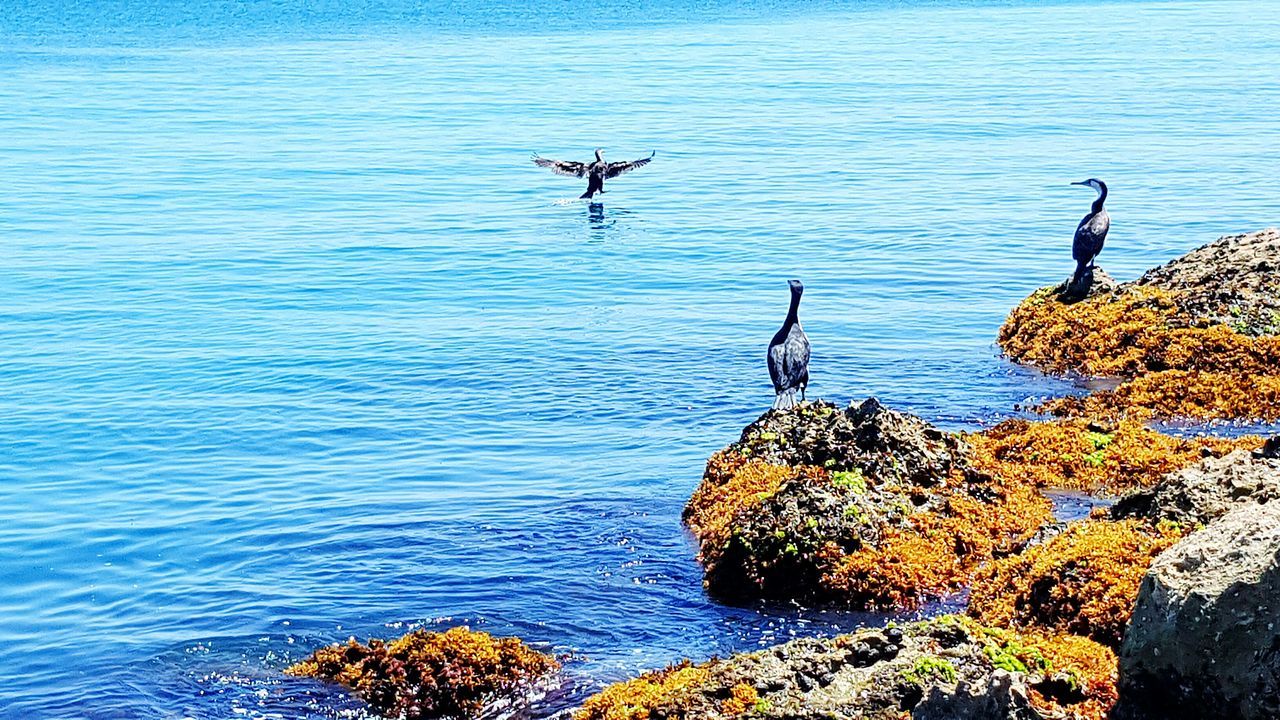 VIEW OF BIRDS ON ROCK