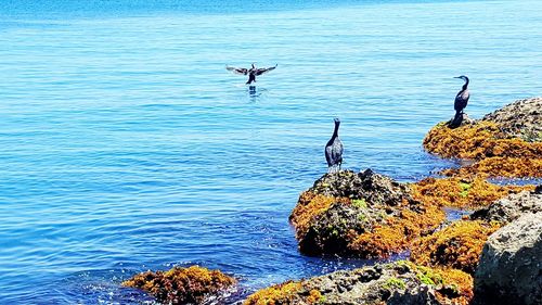 Scenic view of blue sea