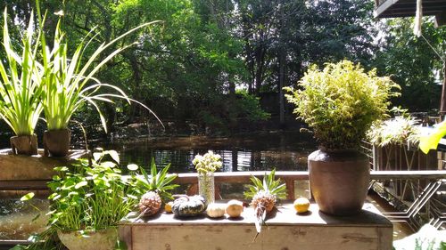 Potted plants on table against trees