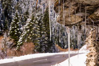 Snow covered road amidst trees in forest