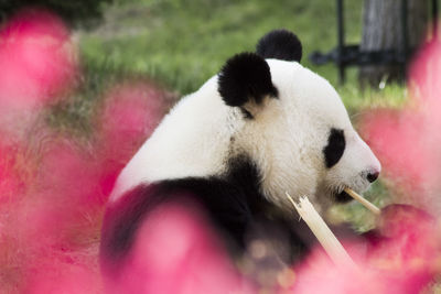 Panda in flowers 