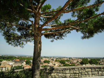 Tree against cityscape