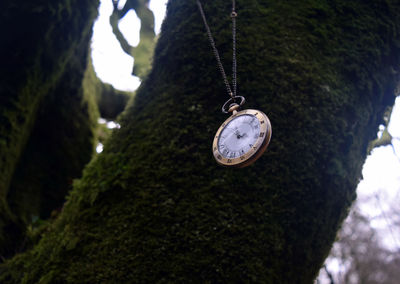 Close-up of clock hanging on tree