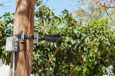 Security camera on front of palm trees. cctv camera