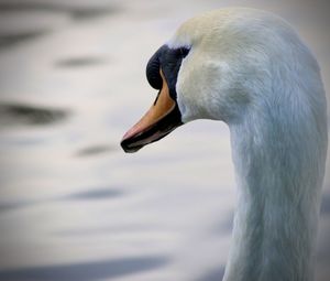 Close-up of swan