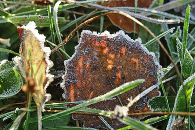 Close-up of frozen plant on field