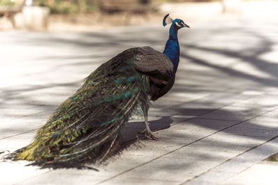 peacock