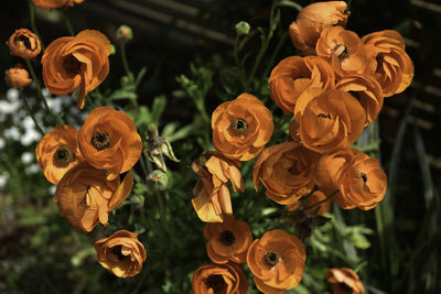 High angle view of roses on plant