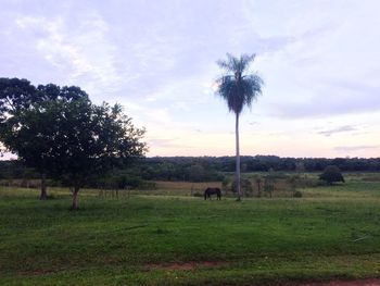 Horses grazing on field against sky