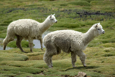 Sheep standing in a field