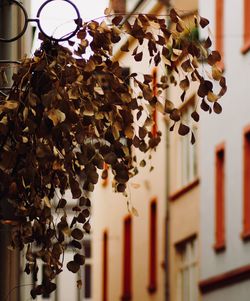 Low angle view of christmas decoration