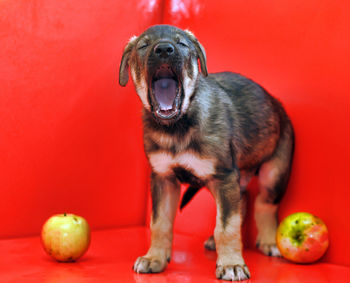 Close-up of a dog