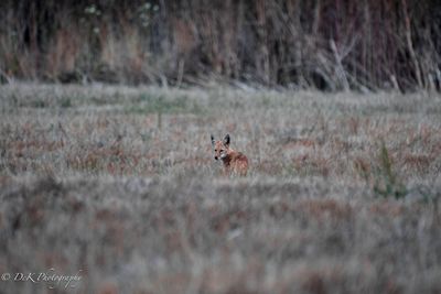 View of deer on field