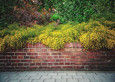 Yellow flower plants