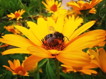 Close-up of insect on yellow flower