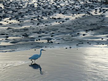 Birds perching on shore at beach during sunset