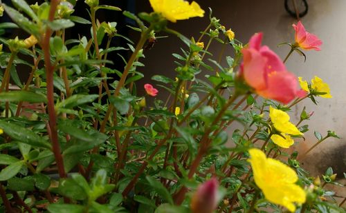 Close-up of yellow flowers blooming outdoors