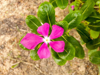 Close-up of pink flower blooming outdoors