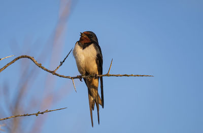 Low angle view of swallow perching on branch against sky