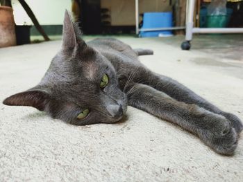 Close-up of a cat resting