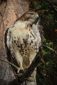 Hawk preening its feathers after eating a rat