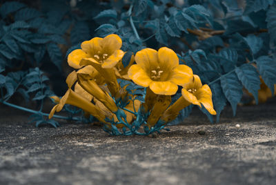 Close-up of yellow flowering plant