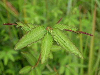 Close-up of fresh green leaves