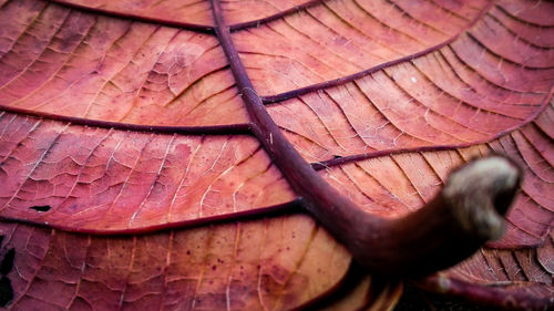 Full frame shot of leaf