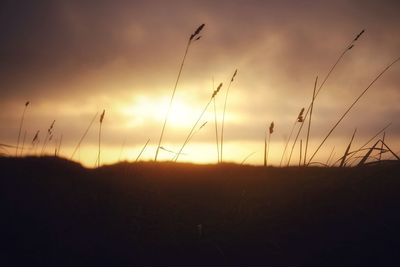 Close-up of silhouette plants on field against sky at sunset