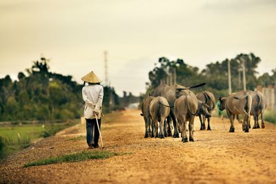 Man standing by cows on dirt road against clear sky