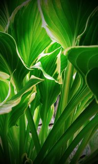 Plants growing in sunlight