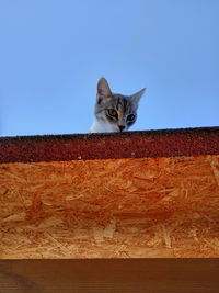 Portrait of cat hiding