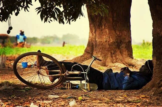 lifestyles, leisure activity, tree, men, focus on foreground, field, person, casual clothing, day, transportation, rear view, landscape, sitting, outdoors, grass, incidental people, park - man made space, land vehicle