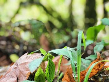 Close-up of leaves on plant