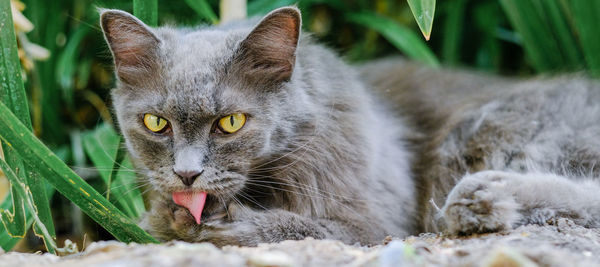 Close-up portrait of a cat