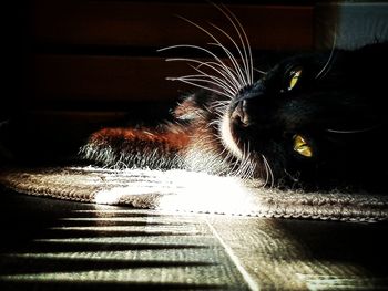 Close-up of a cat looking away