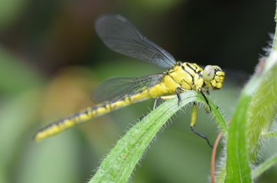 Close-up of dragonfly on leaf