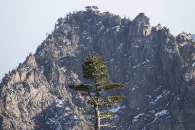 Tree against mountains at seoraksan national park during winter