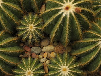 Close-up of cactus