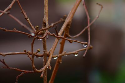 Close-up of twig on branch