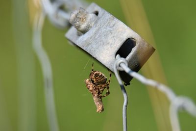 Close-up of spider on metal