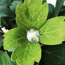 Close-up of leaves