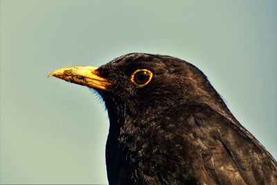 Close-up of a bird