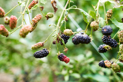 Close-up of berries growing on plant