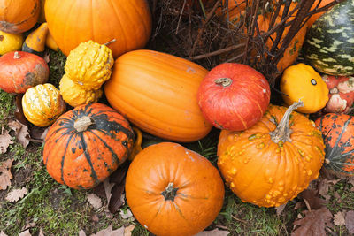 pumpkin