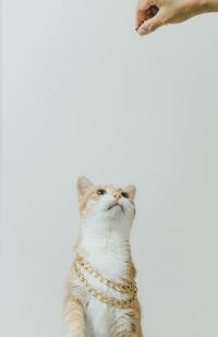 Cat looking away against white background