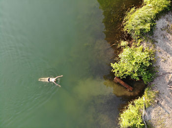 High angle view of a duck in a lake