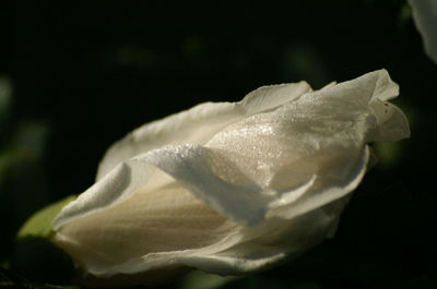 Close-up of white flowers